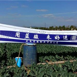 我公司在云南大规模范围试验田第5站《花椰菜的试验田》